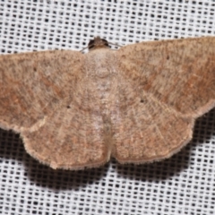 Casbia rectaria (Casbia rectaria) at Sheldon, QLD - 8 Mar 2024 by PJH123