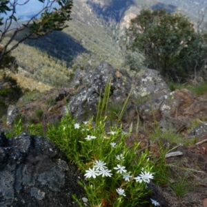 Stellaria pungens at Kambah, ACT - 18 Nov 2020 10:47 AM