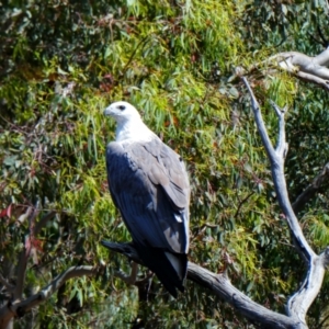 Haliaeetus leucogaster at Woolgarlo, NSW - 24 Nov 2020 10:47 AM