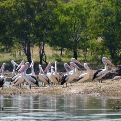 Pelecanus conspicillatus (Australian Pelican) at Good Hope, NSW - 23 Nov 2020 by MB