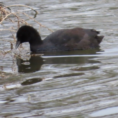 Fulica atra (Eurasian Coot) at Richmond, QLD - 26 Jul 2024 by lbradley