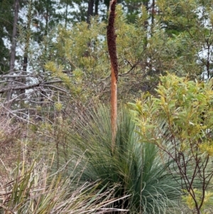 Xanthorrhoea glauca subsp. angustifolia at Uriarra Village, ACT - 8 Jul 2024