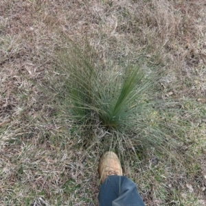 Xanthorrhoea glauca subsp. angustifolia at Greenway, ACT - 7 Jul 2024