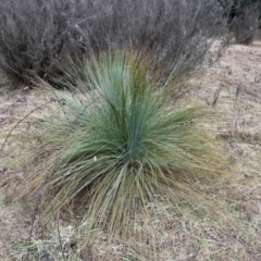 Xanthorrhoea glauca subsp. angustifolia at Greenway, ACT - suppressed