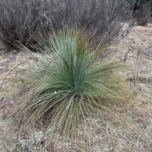 Xanthorrhoea glauca subsp. angustifolia at Greenway, ACT - 7 Jul 2024