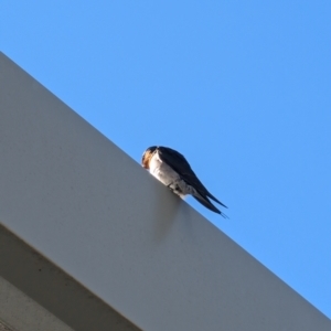 Hirundo neoxena at Lawson, ACT - 26 Jul 2024