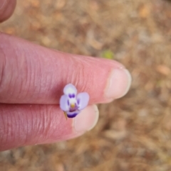 Unidentified Other Wildflower or Herb at Shelburne, QLD - 26 Jul 2024 by Mike