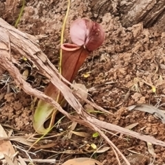 Nepenthes mirabilis (Tropical Pitcher Plant) at Shelburne, QLD - 26 Jul 2024 by Mike