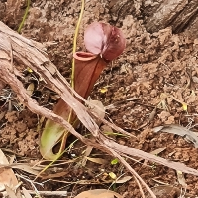 Nepenthes mirabilis (Tropical Pitcher Plant) at Shelburne, QLD - 26 Jul 2024 by Mike