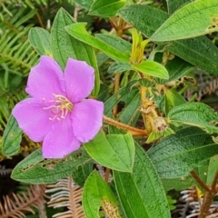 Melastoma malabathricum (Malabar Melastome) at Mission River, QLD - 26 Jul 2024 by Mike