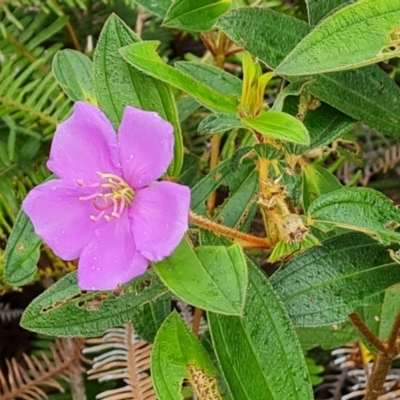 Melastoma malabathricum (Malabar Melastome) at Mission River, QLD - 26 Jul 2024 by Mike