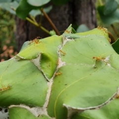 Oecophylla smaragdina (Green Tree Ant) at Shelburne, QLD - 26 Jul 2024 by Mike