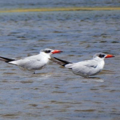 Hydroprogne caspia (Caspian Tern) at South Durras, NSW - 28 Nov 2020 by MB