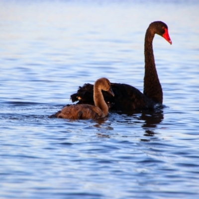 Cygnus atratus (Black Swan) at Parkes, ACT - 9 Dec 2020 by MB