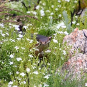 Austrelaps ramsayi at Cotter River, ACT - 12 Dec 2020