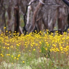 Craspedia sp. (Billy Buttons) at Cotter River, ACT - 12 Dec 2020 by MB