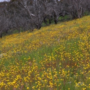 Craspedia sp. at Cotter River, ACT - suppressed