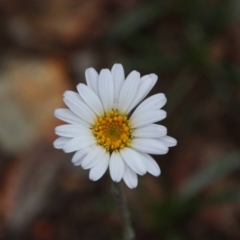 Celmisia sp. at Cotter River, ACT - 12 Dec 2020 by MB