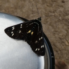 Cruria synopla (Forest Day-moth) at Tallong, NSW - 26 Dec 2020 by MB