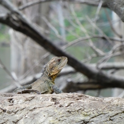 Intellagama lesueurii howittii at Tallowal, NSW - 26 Dec 2020 by MB