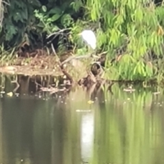 Ardea alba (Great Egret) at Bamaga, QLD - 26 Jul 2024 by Mike