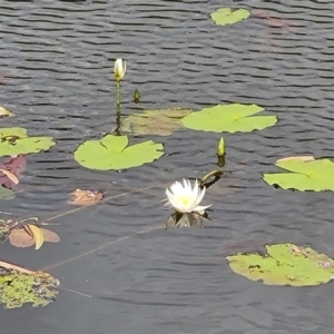 Nymphaea (genus) at Bamaga, QLD - 26 Jul 2024 04:11 PM