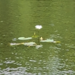 Nymphaea (genus) at Bamaga, QLD - 26 Jul 2024 04:11 PM