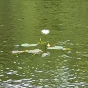 Nymphaea (genus) at Bamaga, QLD - 26 Jul 2024 04:11 PM