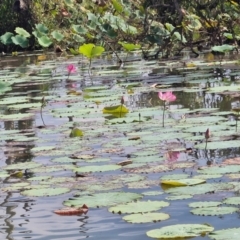 Nelumbo nucifera (Lotus, Sacred Lotus) at Marrakai, NT - 26 Jul 2024 by AliClaw