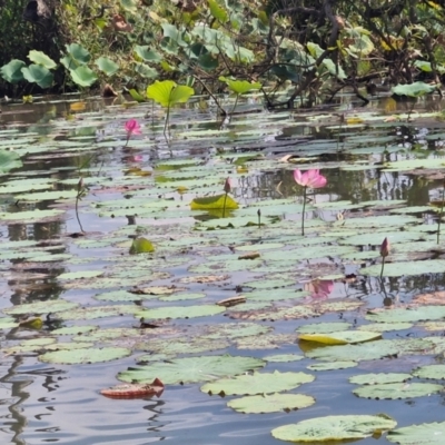 Nelumbo nucifera (Lotus, Sacred Lotus) at Marrakai, NT - 26 Jul 2024 by AliClaw
