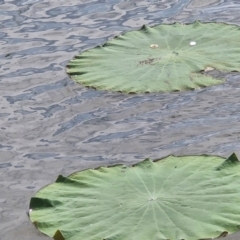 Nelumbo nucifera (Lotus, Sacred Lotus) at Marrakai, NT - 26 Jul 2024 by AliClaw