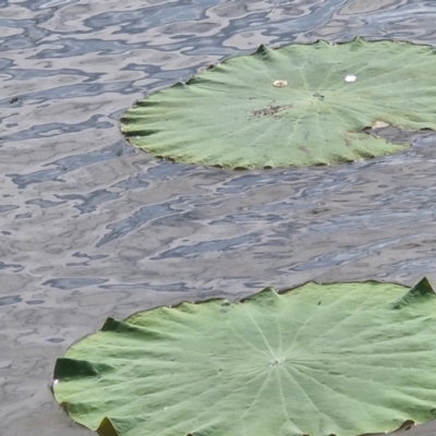Nelumbo nucifera (Lotus, Sacred Lotus) at Marrakai, NT - 26 Jul 2024 by AliClaw