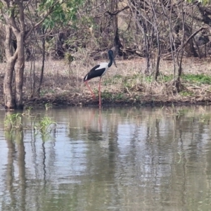 Ephippiorhynchus asiaticus at Marrakai, NT - suppressed