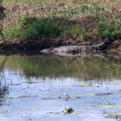 Crocodylus porosus (Saltwater Crocodile, Estuarine Crocodile) at Marrakai, NT - 26 Jul 2024 by AliClaw