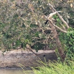 Anhinga novaehollandiae (Australasian Darter) at Point Stuart, NT - 26 Jul 2024 by AliClaw