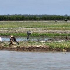 Grus rubicunda (Brolga) at Marrakai, NT - 26 Jul 2024 by AliClaw