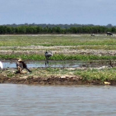 Grus rubicunda (Brolga) at Marrakai, NT - 26 Jul 2024 by AliClaw