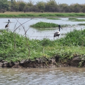Ephippiorhynchus asiaticus at Marrakai, NT - suppressed