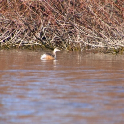 Tachybaptus novaehollandiae (Australasian Grebe) at Campbell, ACT - 26 Jul 2024 by MB