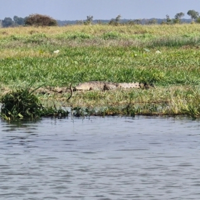 Crocodylus porosus (Saltwater Crocodile, Estuarine Crocodile) at Point Stuart, NT - 26 Jul 2024 by AliClaw