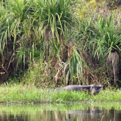 Bubalus bubalis (Feral Water Buffalo) at Marrakai, NT - 25 Jul 2024 by AliClaw