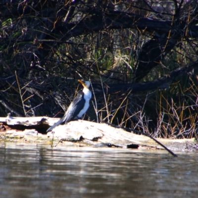 Microcarbo melanoleucos (Little Pied Cormorant) at Fyshwick, ACT - 26 Jul 2024 by MB