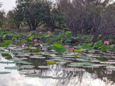 Nelumbo nucifera (Lotus, Sacred Lotus) at Marrakai, NT - 26 Jul 2024 by AliClaw