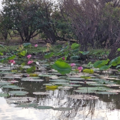 Nelumbo nucifera (Lotus, Sacred Lotus) at Marrakai, NT - 26 Jul 2024 by AliClaw