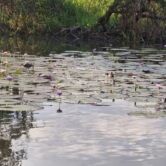 Irediparra gallinacea (Comb-crested Jacana) at Marrakai, NT - 26 Jul 2024 by AliClaw