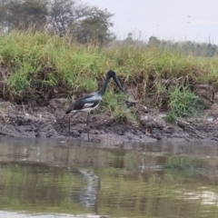 Ephippiorhynchus asiaticus (Black-necked Stork) at Marrakai, NT - 26 Jul 2024 by AliClaw