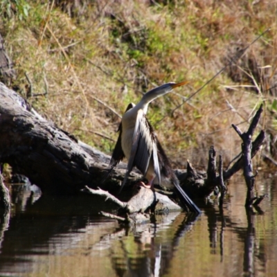 Anhinga novaehollandiae (Australasian Darter) at Fyshwick, ACT - 26 Jul 2024 by MB