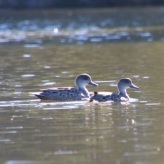 Anas gracilis (Grey Teal) at Fyshwick, ACT - 26 Jul 2024 by MB