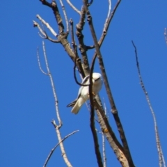 Elanus axillaris (Black-shouldered Kite) at Fyshwick, ACT - 26 Jul 2024 by MB