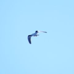 Elanus axillaris at Fyshwick, ACT - 26 Jul 2024